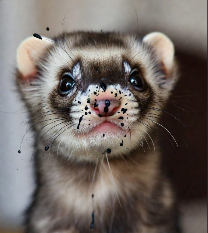 Creative Ferret